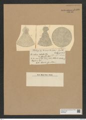 Coscinodiscus radiatus var. subaqualis Grun. (de-Toni-Nr.: Genus 202, Species 4972) Zeichnungen Sammlung Grunow Nr. 8590 (NHMW-BOT-W0378243)